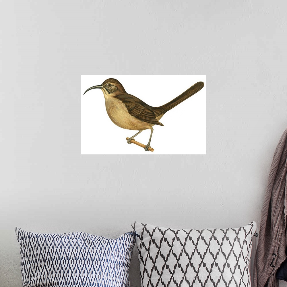 A bohemian room featuring Educational illustration of the California thrasher.