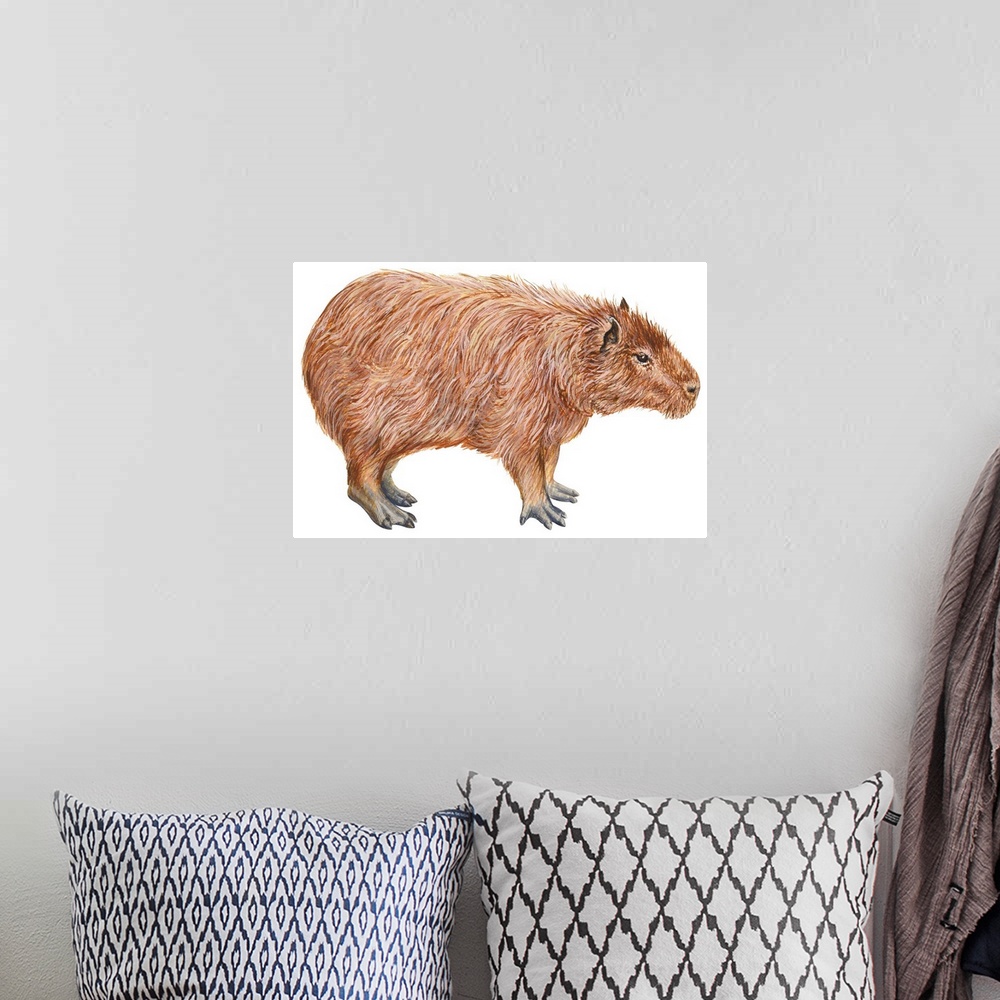 A bohemian room featuring Capybara (Hydrochoerus Capybara)