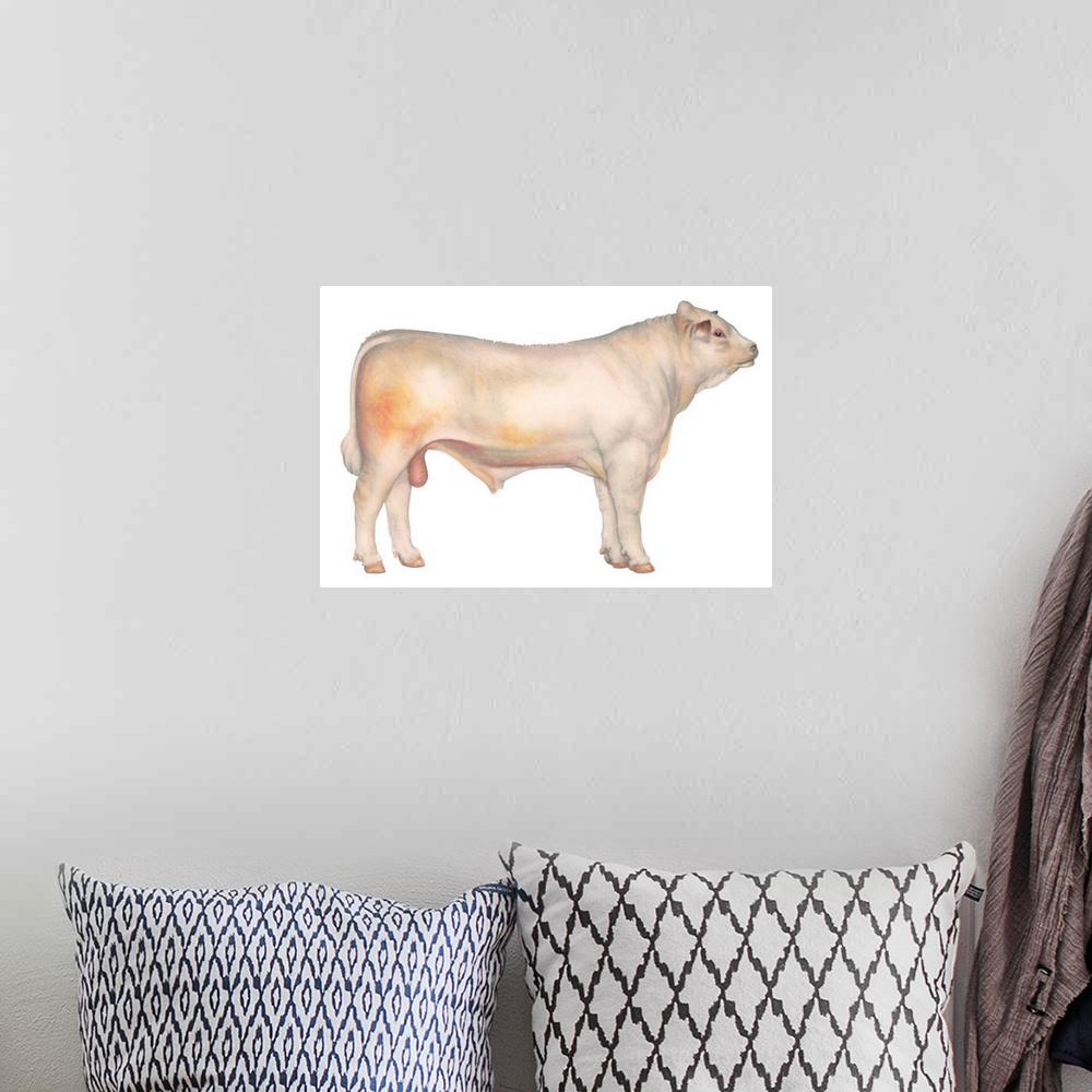 A bohemian room featuring Charolais Bull, Beef Cattle