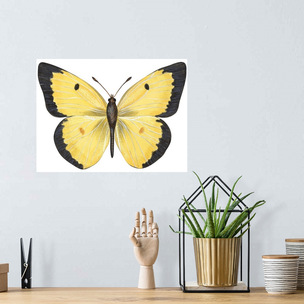 A bohemian room featuring Common Sulphur Butterfly (Colias Philodice)