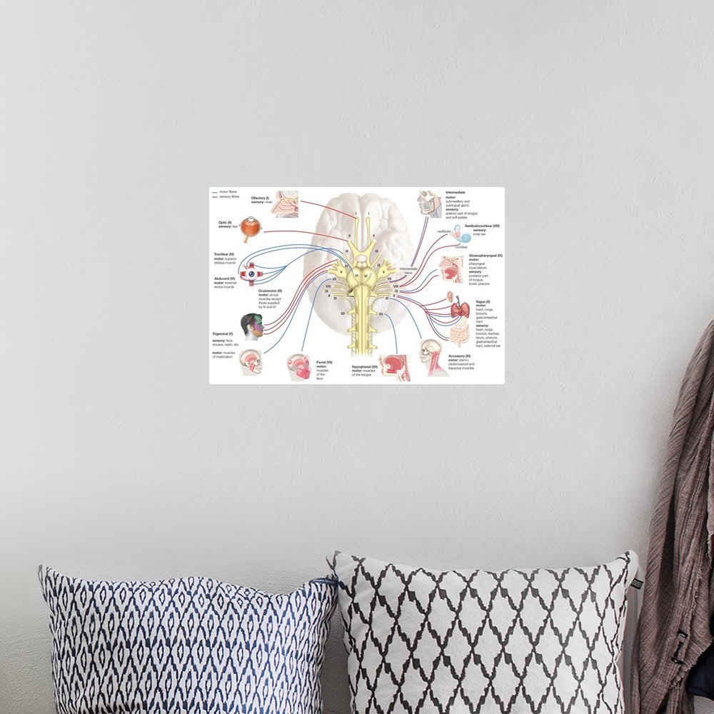 A bohemian room featuring Cranial nerves. nervous system
