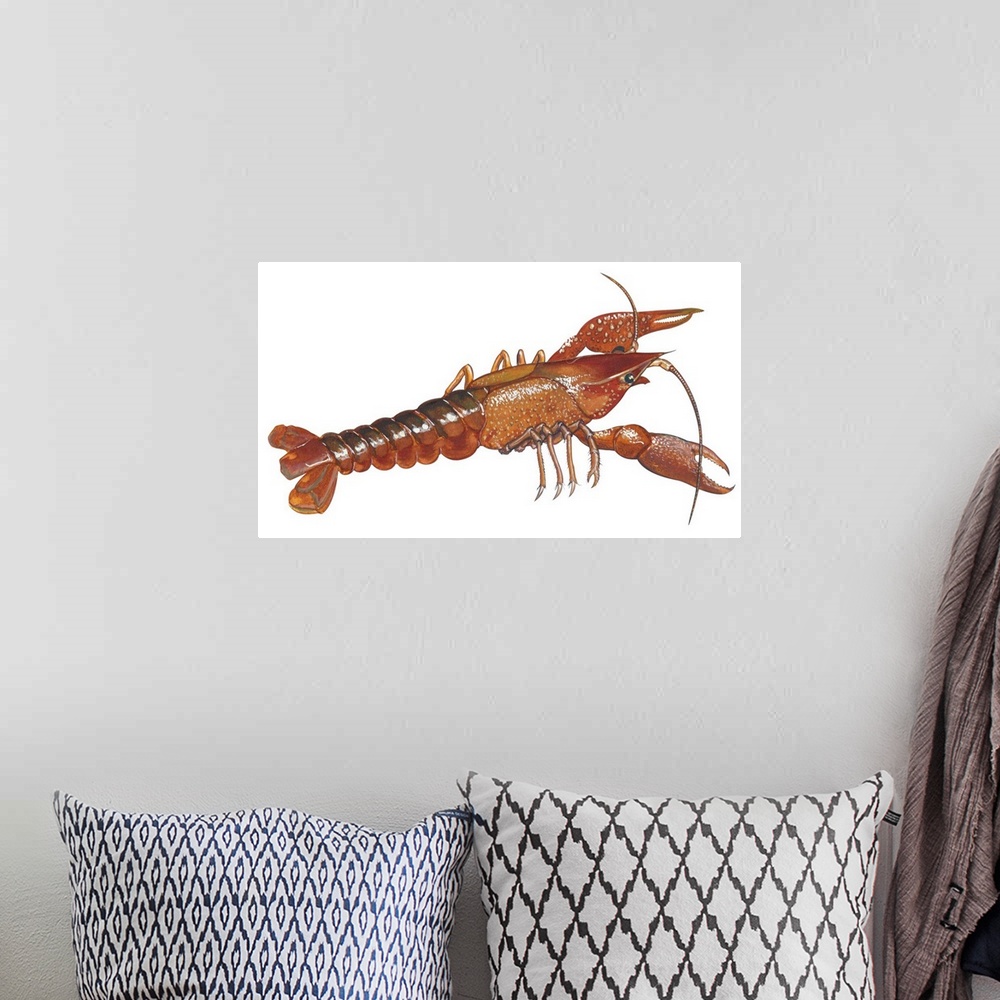 A bohemian room featuring Educational illustration of a crayfish.