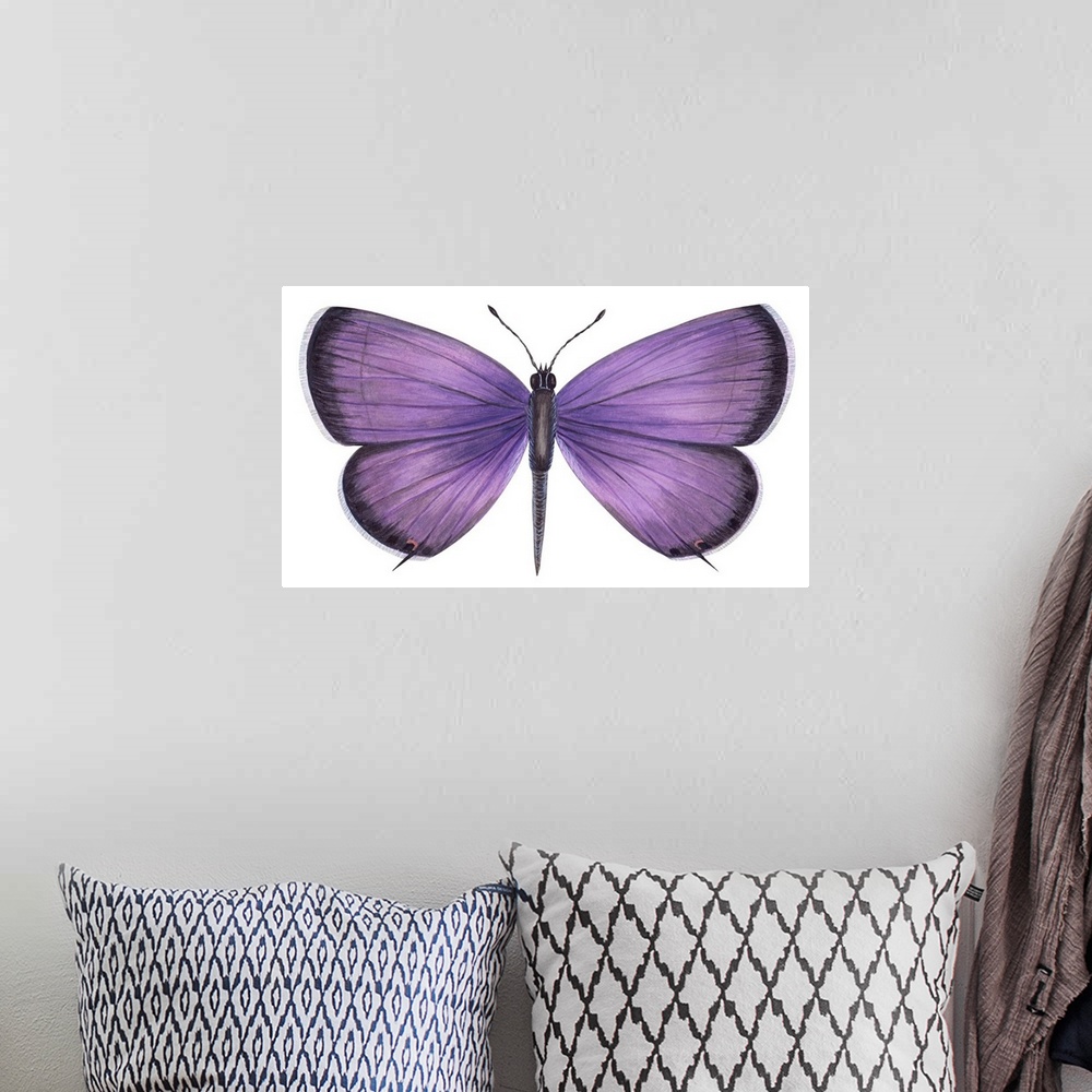 A bohemian room featuring Eastern Tailed Blue Butterfly (Everes Comyntas)
