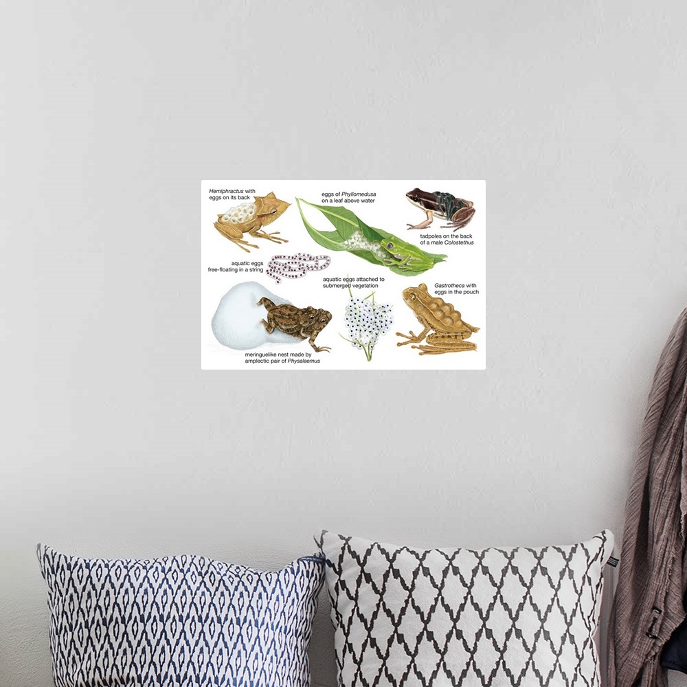 A bohemian room featuring An educational poster from Encyclopaedia Britannica showing different ways frogs carry their eggs.