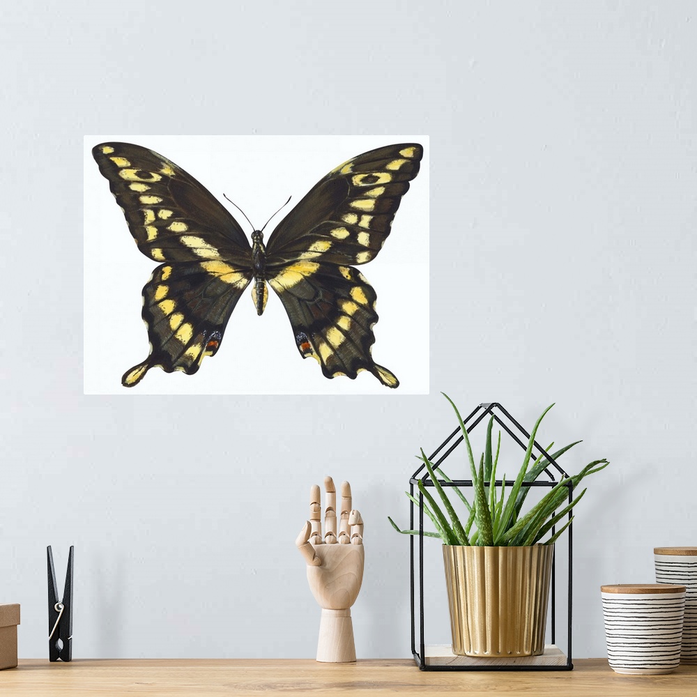 A bohemian room featuring Giant Swallowtail (Papilio Cresphontes)