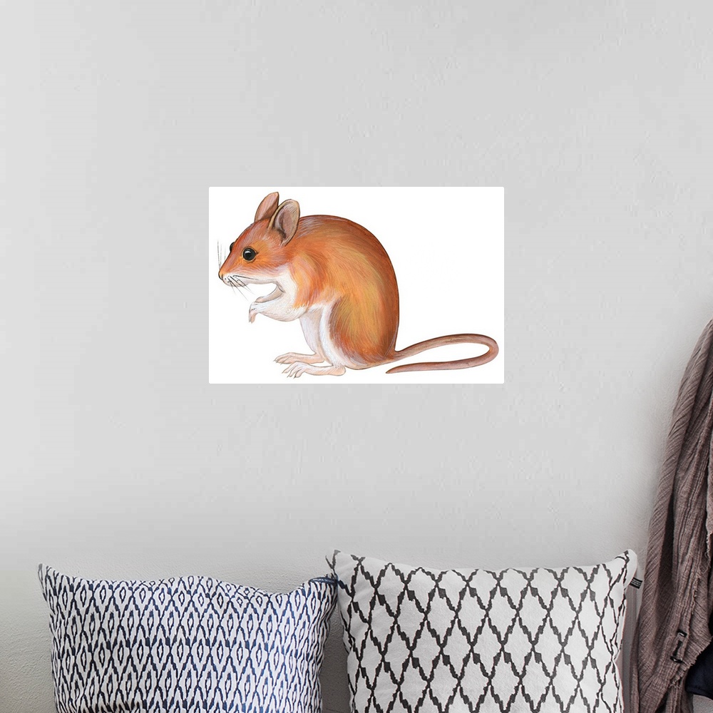 A bohemian room featuring Golden Mouse (Peromyscus Nuttalli)