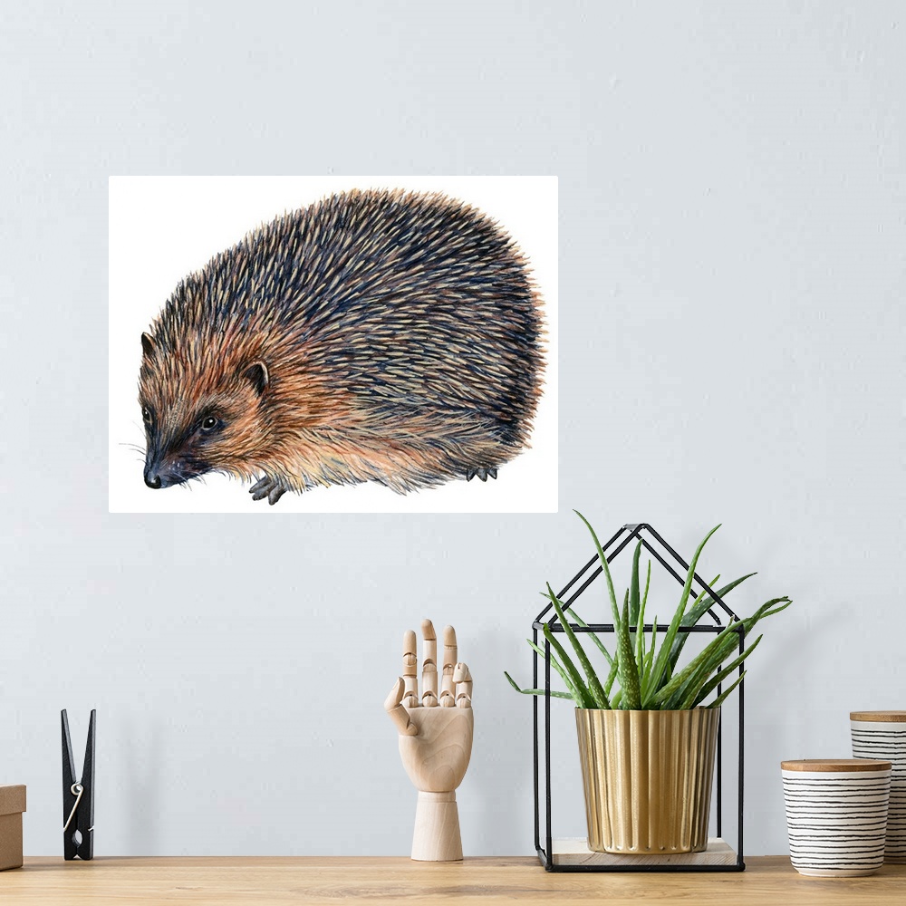 A bohemian room featuring Hedgehog (Erinaceus Europaeus)