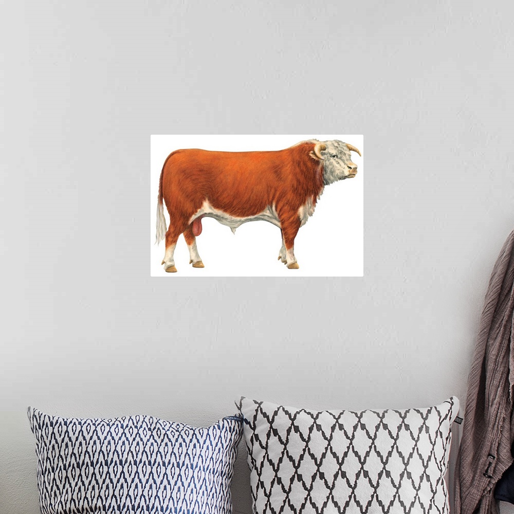 A bohemian room featuring Hereford Bull, Beef Cattle