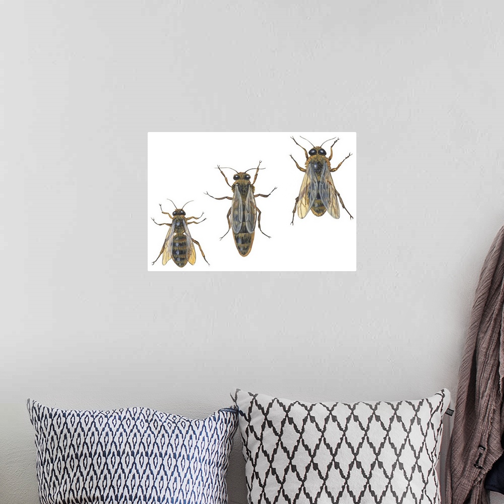 A bohemian room featuring Honeybee Castes (Apis Mellifica)