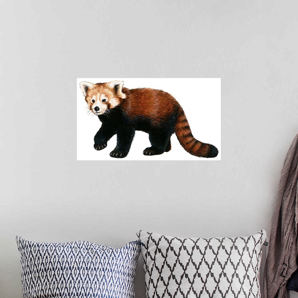 A bohemian room featuring Lesser Panda (Aelurus Fulgens)