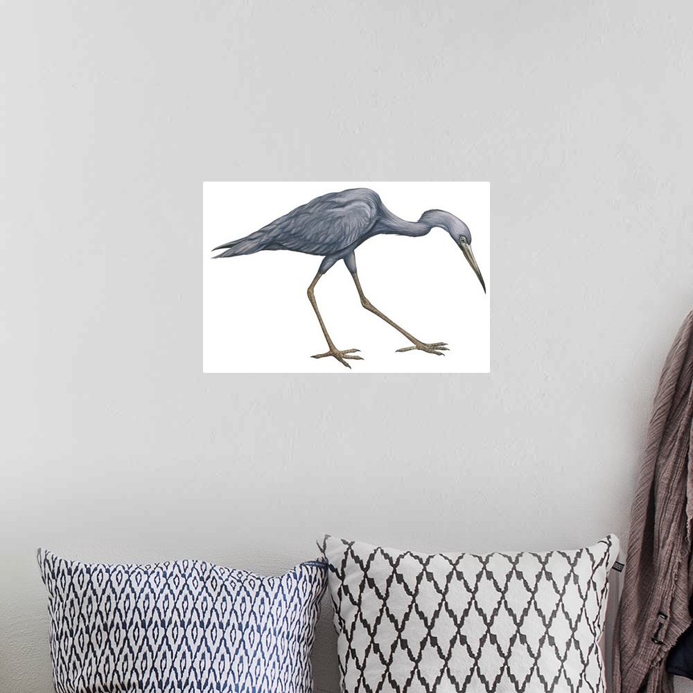 A bohemian room featuring Educational illustration of the little blue heron.