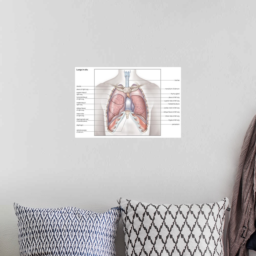 A bohemian room featuring Lungs in situ - anterior view. respiratory system