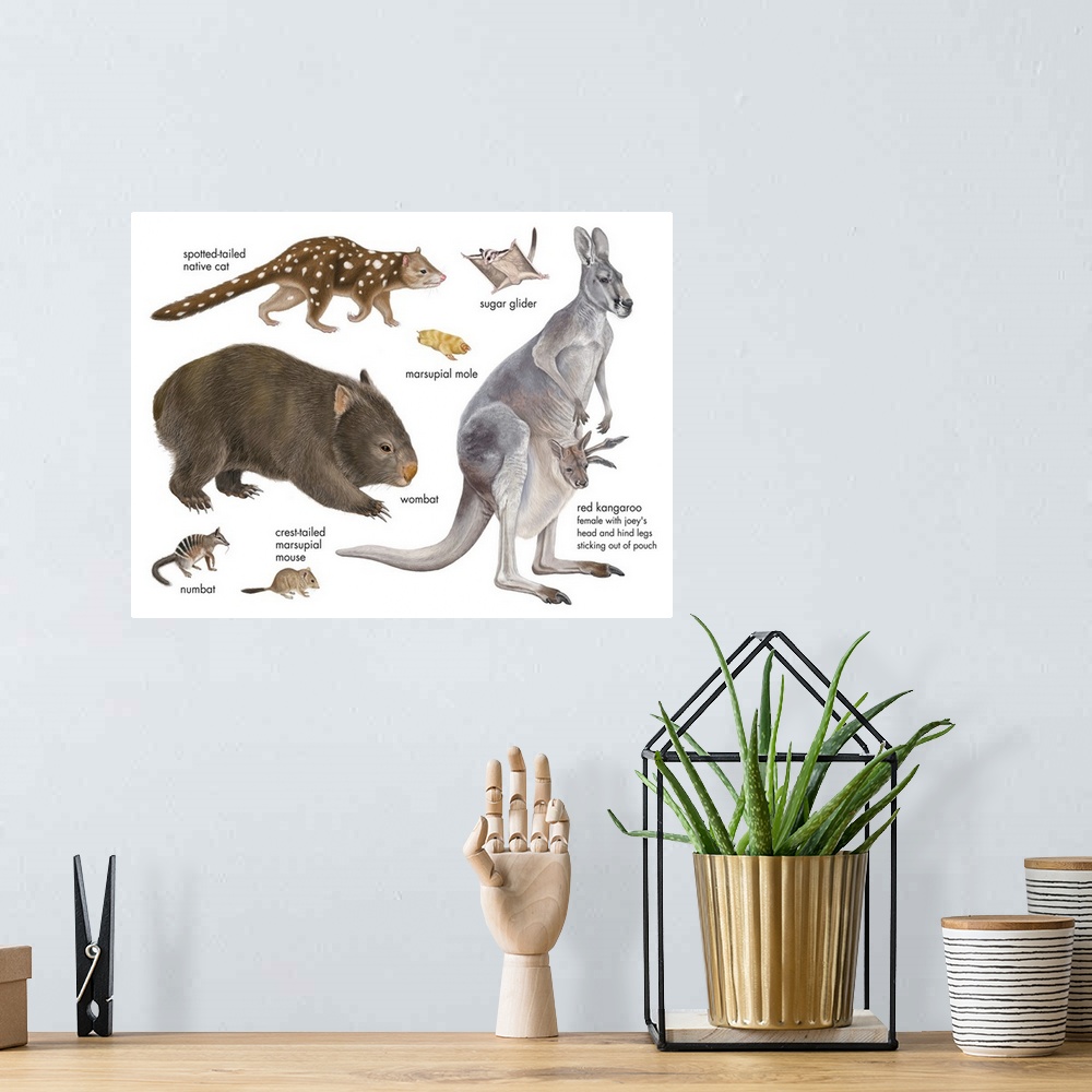 A bohemian room featuring An educational poster from Encyclopaedia Britannica of different marsupials.