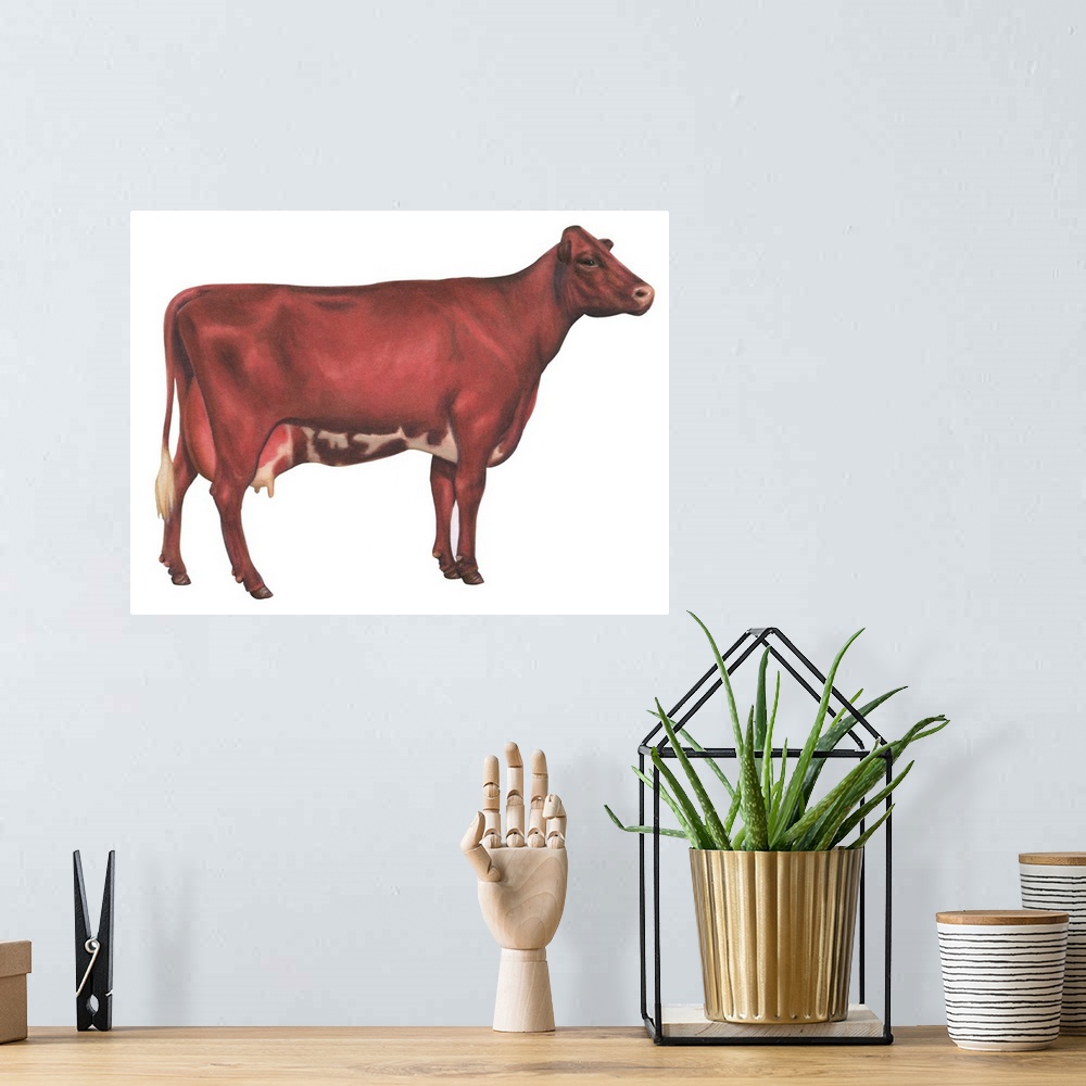 A bohemian room featuring Milking Shorthorn Cow, Dairy Cattle