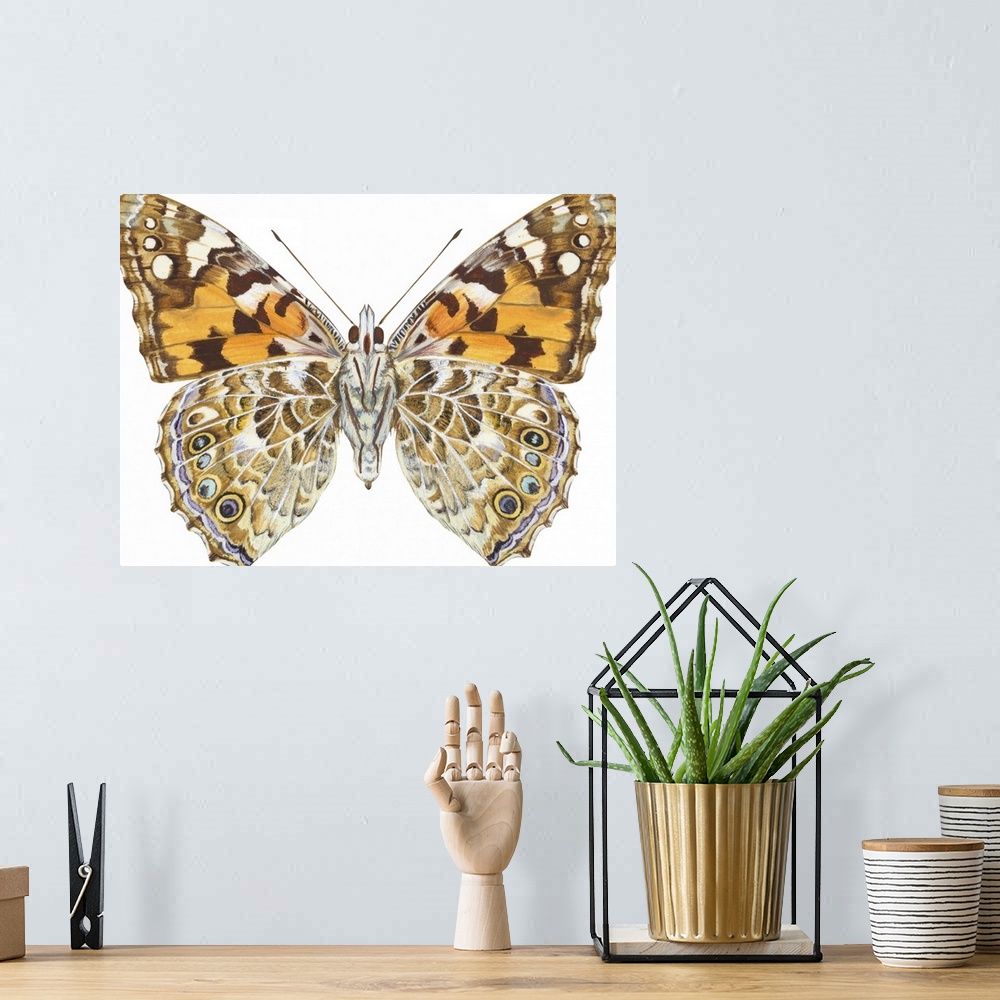 A bohemian room featuring Painted Lady Butterfly - Underside (Vanessa Virginiensis), American Painted Lady