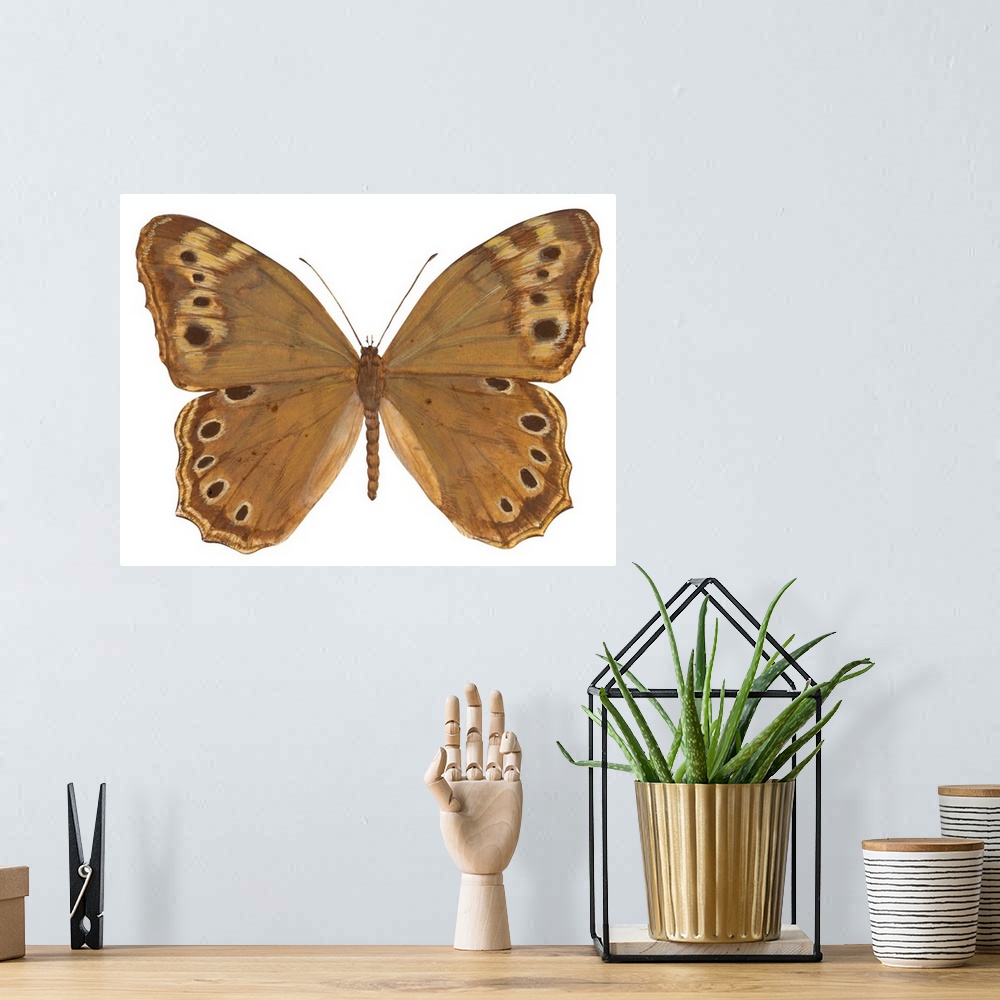 A bohemian room featuring Pearly-Eye Butterfly (Lethe Portlandia)