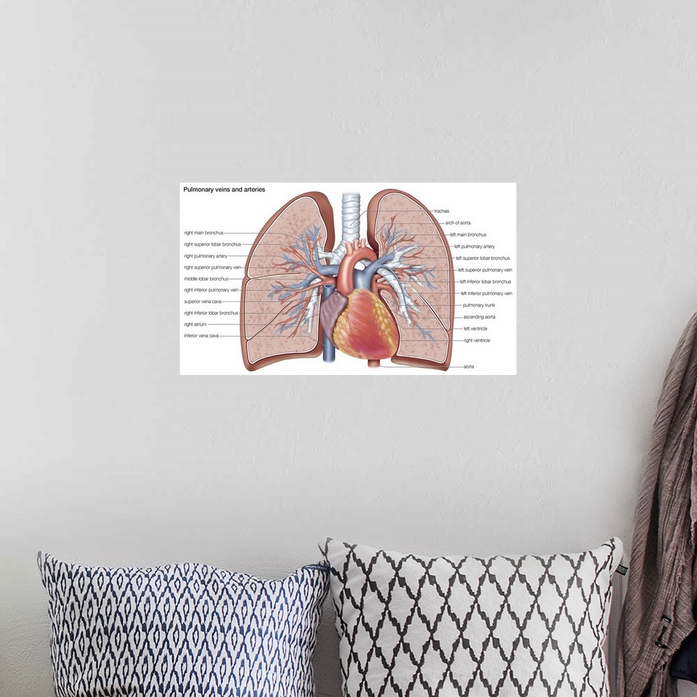 A bohemian room featuring Pulmonary veins and arteries. circulation, cardiovascular system
