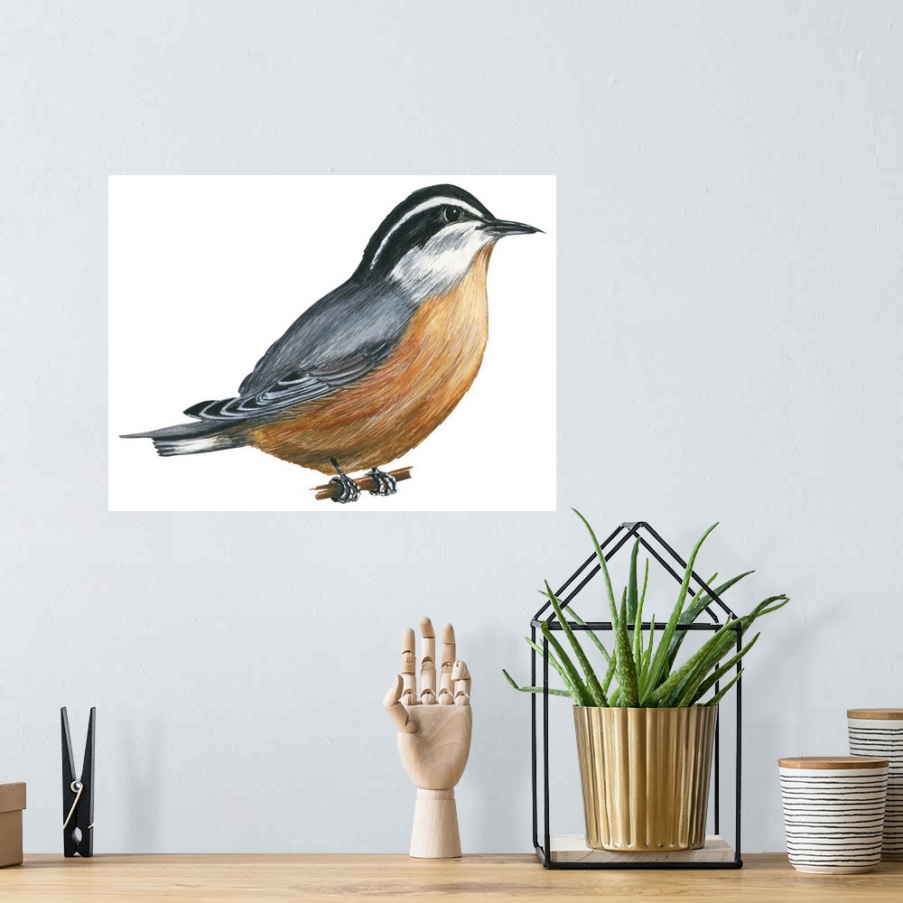 A bohemian room featuring Educational illustration of the red-breasted nuthatch.