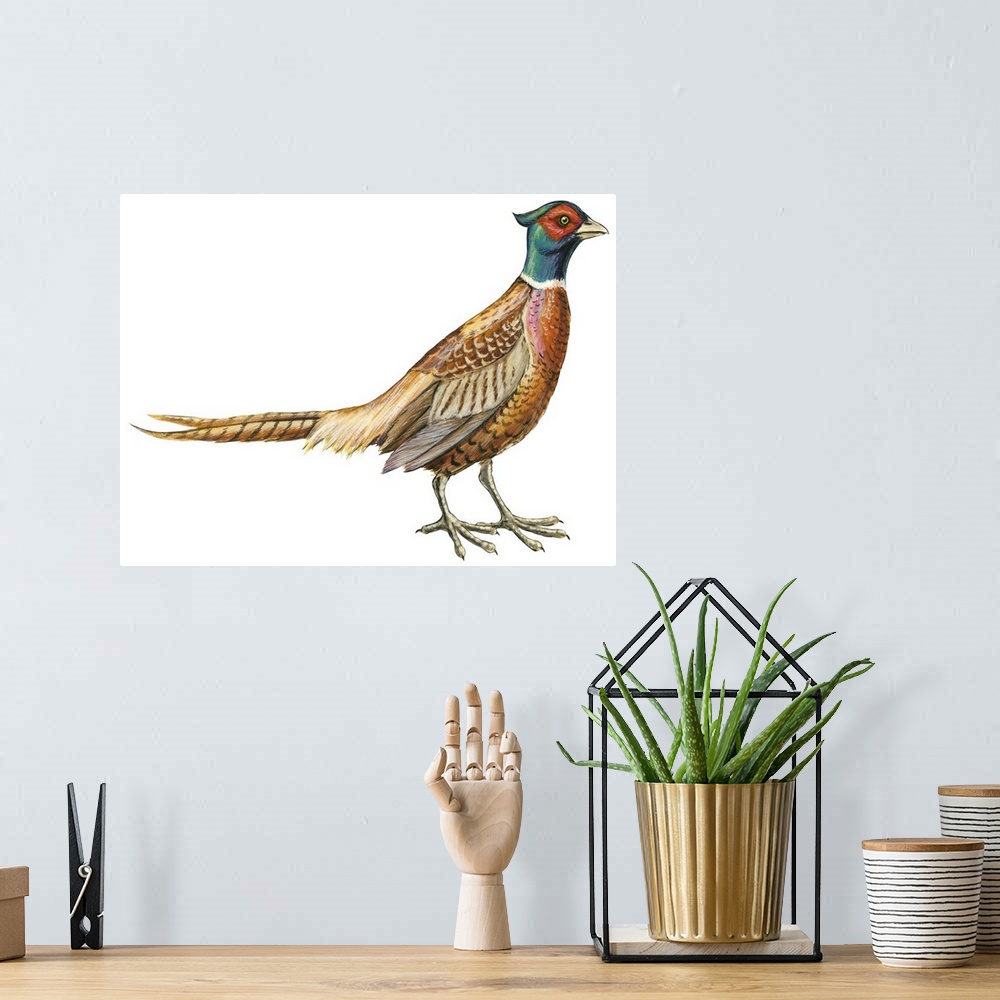 A bohemian room featuring Educational illustration of the ring-necked pheasant.