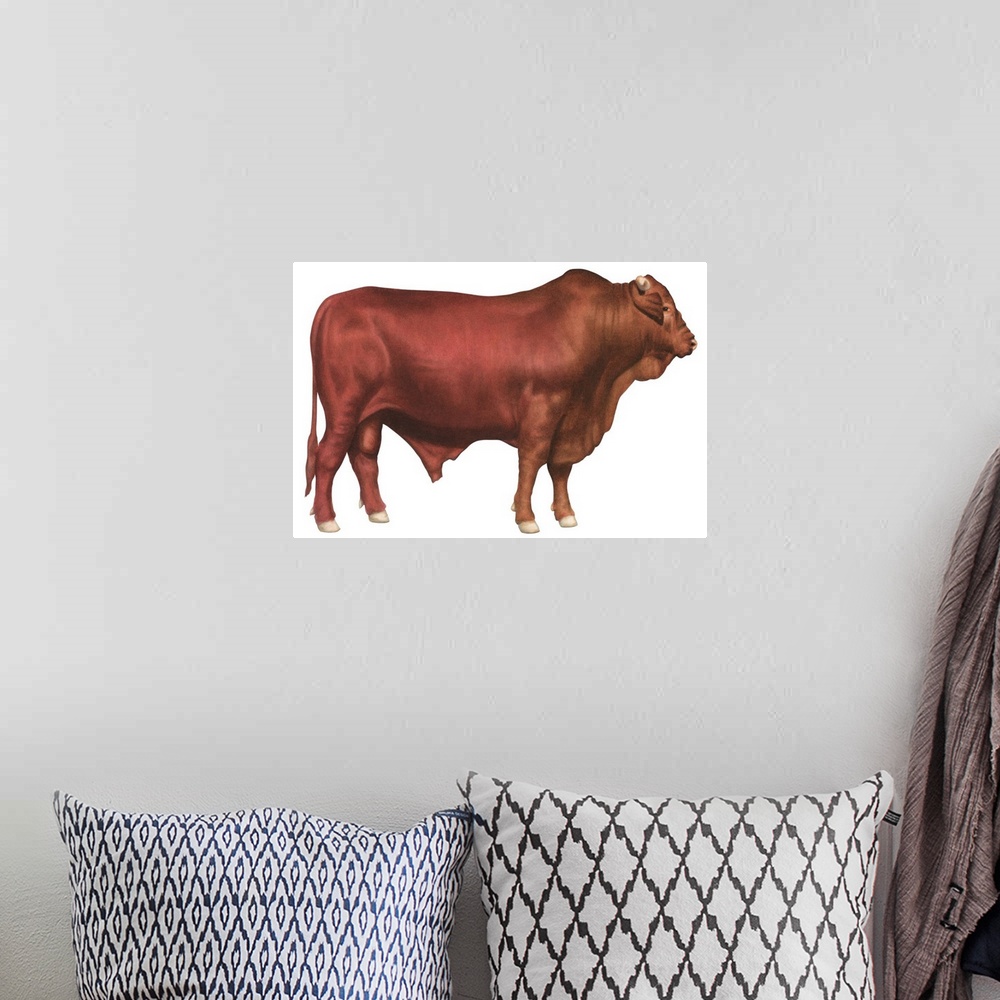 A bohemian room featuring Santa Gertrudis Bull, Beef Cattle