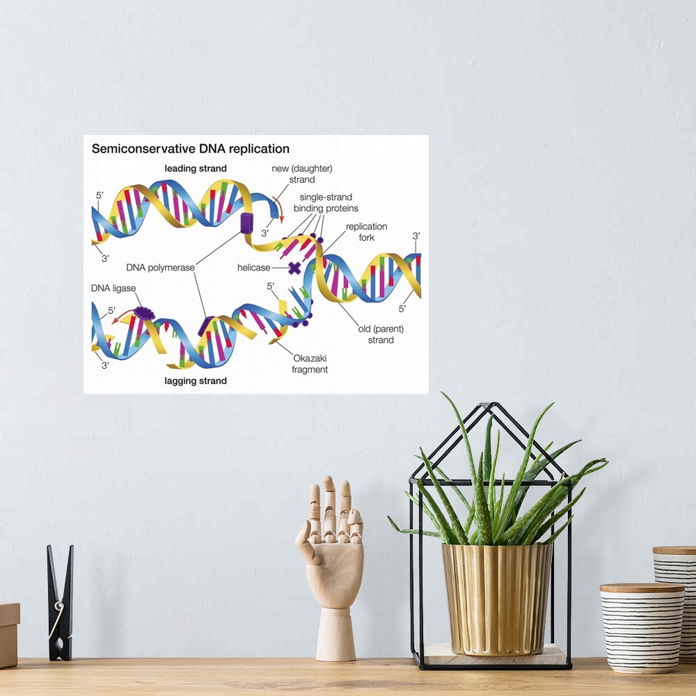 A bohemian room featuring In semiconservative DNA replication an existing DNA molecule separates into two template strands ...