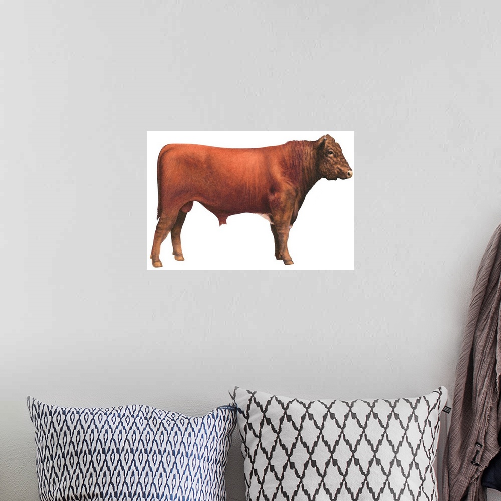 A bohemian room featuring Shorthorn Bull, Beef Cattle