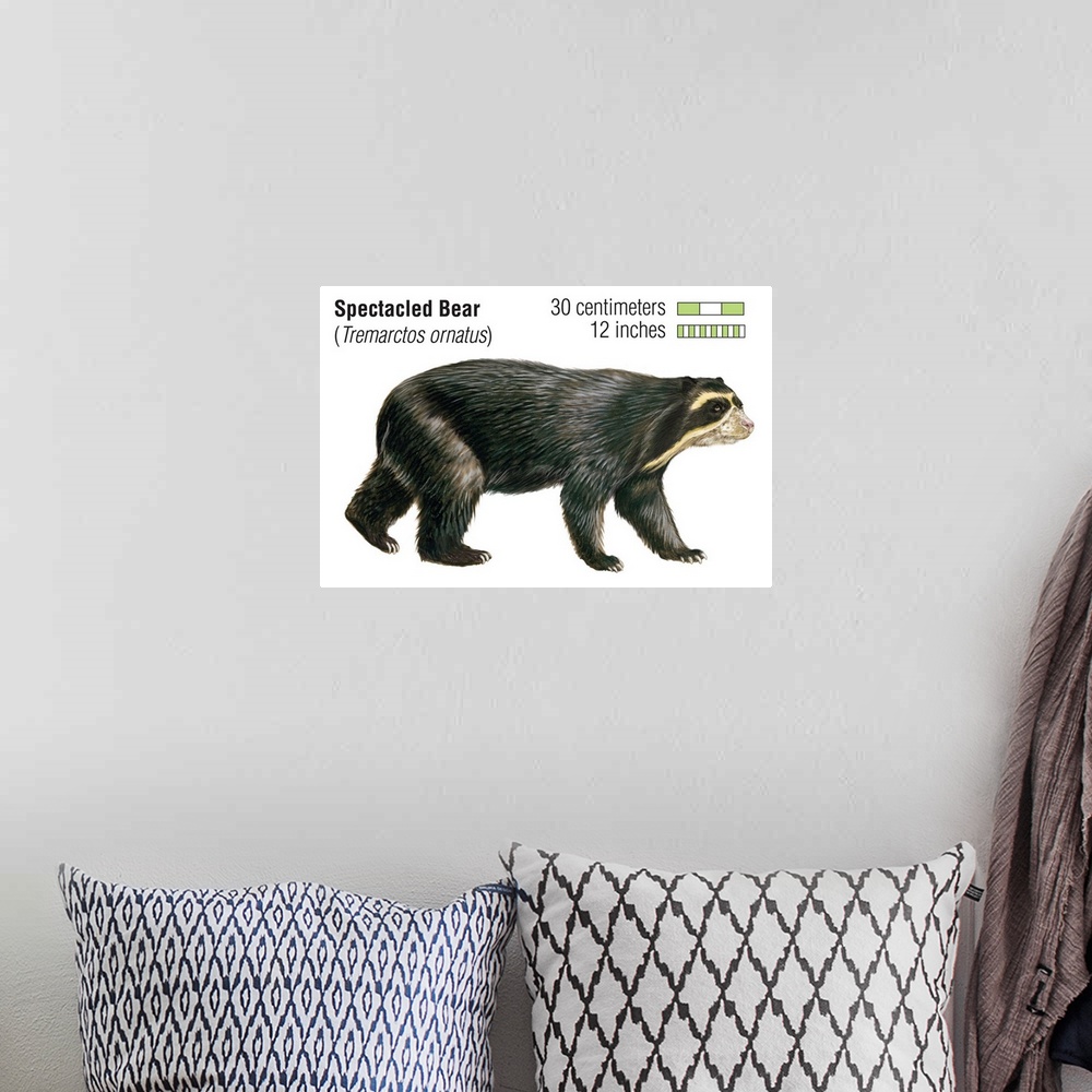 A bohemian room featuring Spectacled Bear (Tremarctos Ornatus)