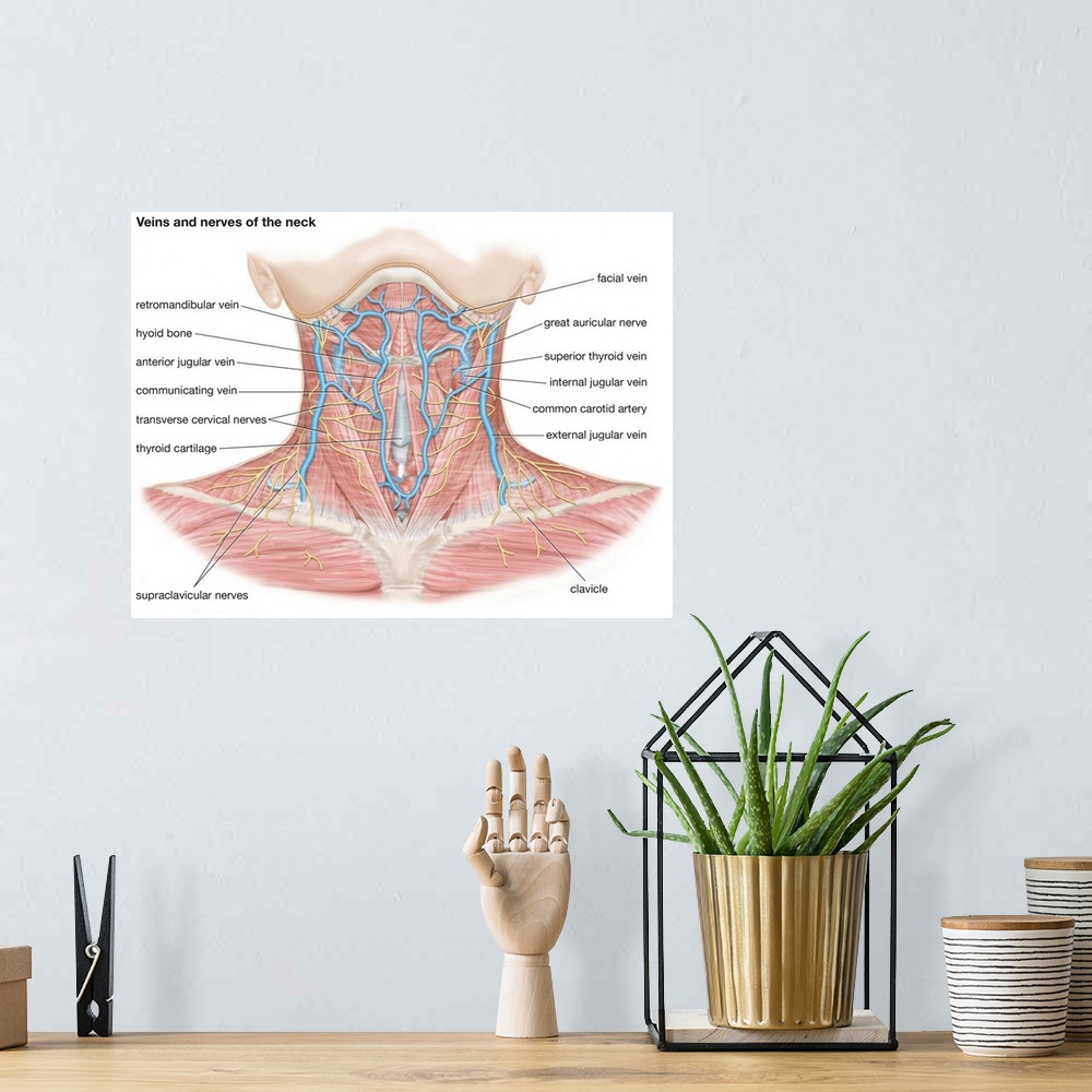 A bohemian room featuring Veins and nerves of the neck. cardiovascular system, nervous system
