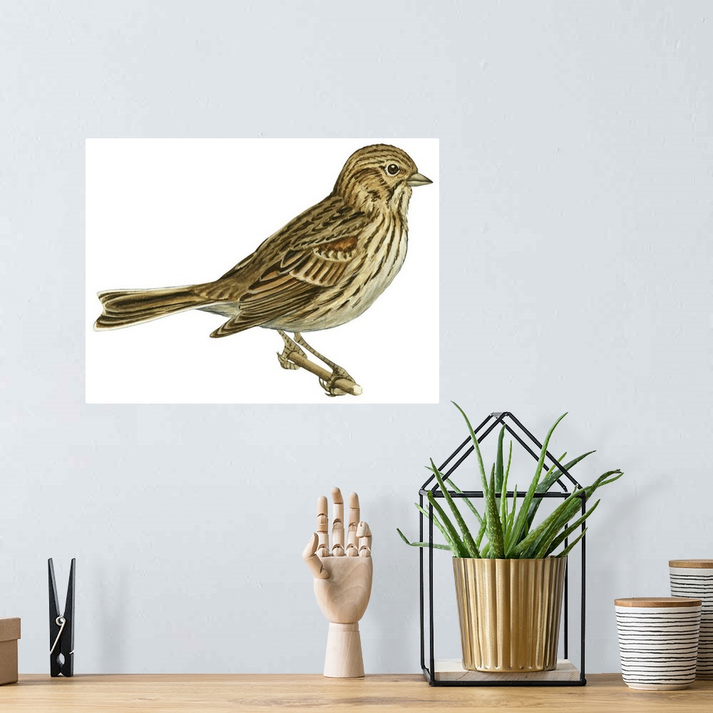 A bohemian room featuring Educational illustration of the vesper sparrow.