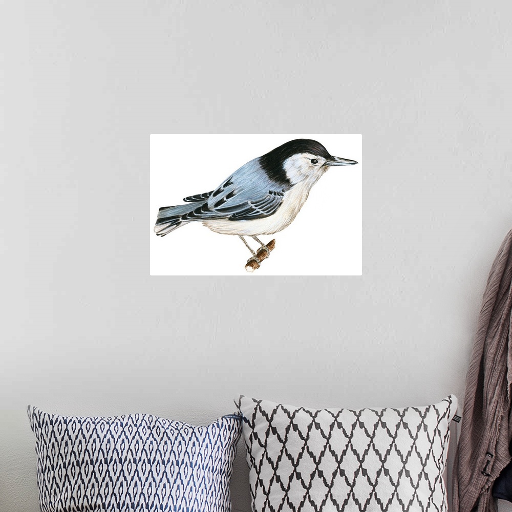 A bohemian room featuring Educational illustration of the white-breasted nuthatch.