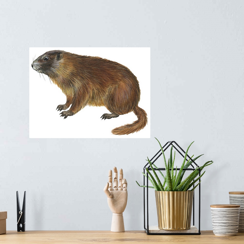 A bohemian room featuring Yellow-Bellied Marmot (Marmota Flaviventris)