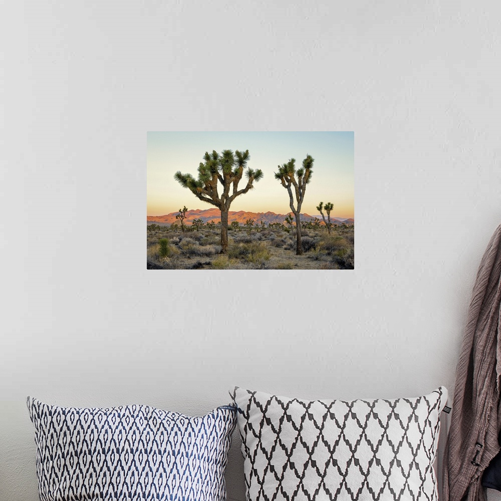 A bohemian room featuring Joshua Tree National Park At Sunset