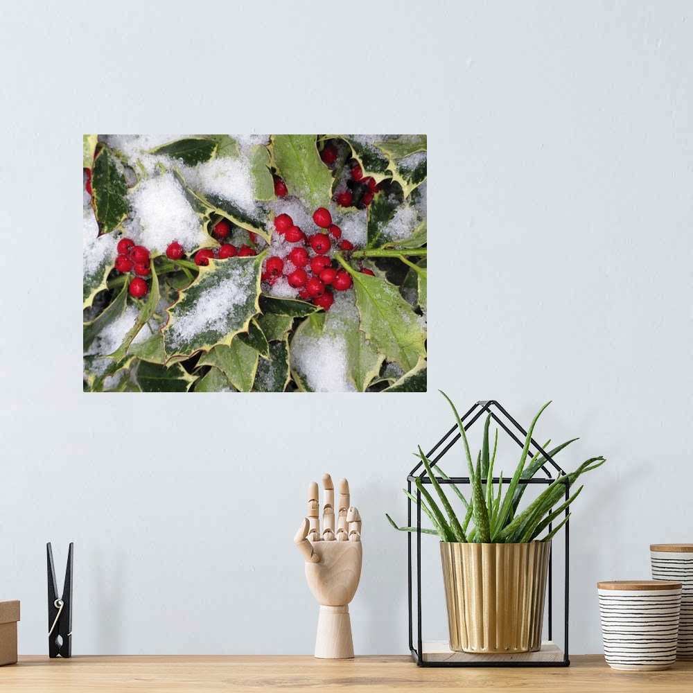 A bohemian room featuring A bushel of holly is photographed closely during winter with snow covering some of the leaves and...