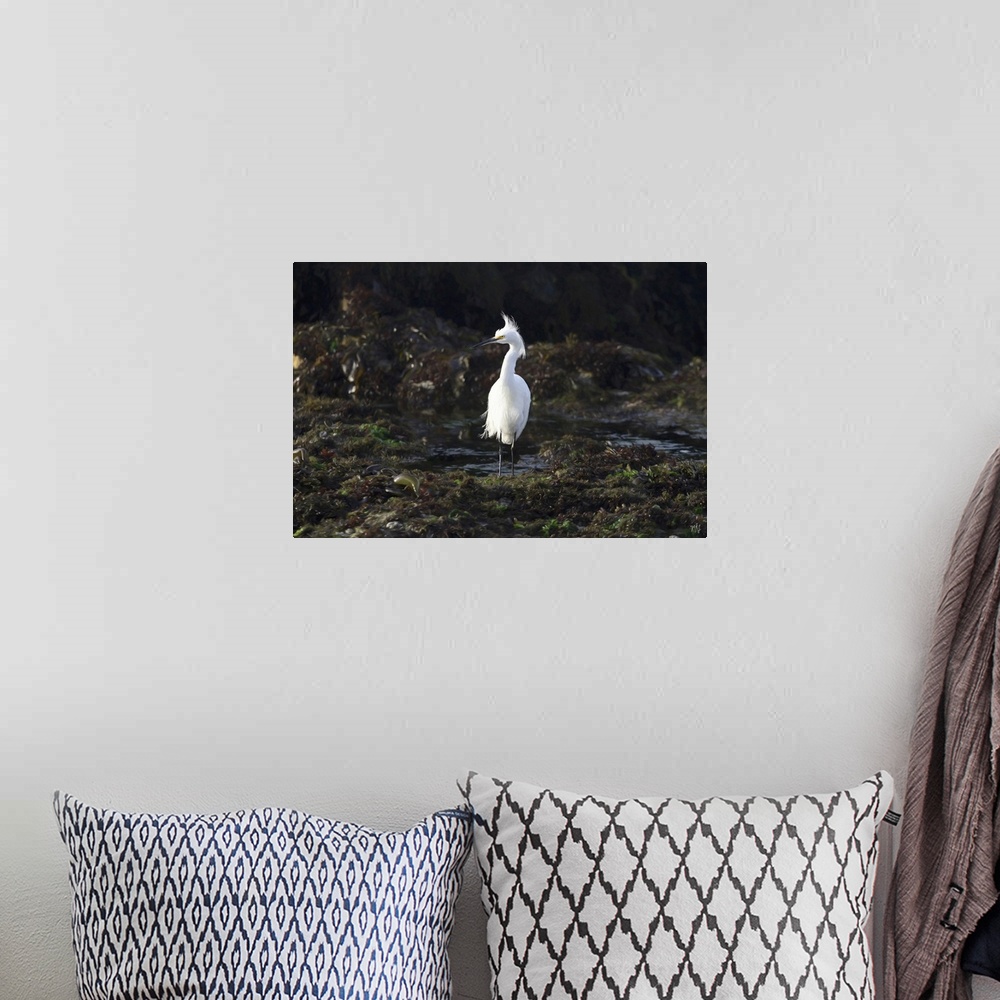 A bohemian room featuring A snowy egret hunts for food in the tide pools of Pebble Beach, along the 17 Mile Drive. His radi...