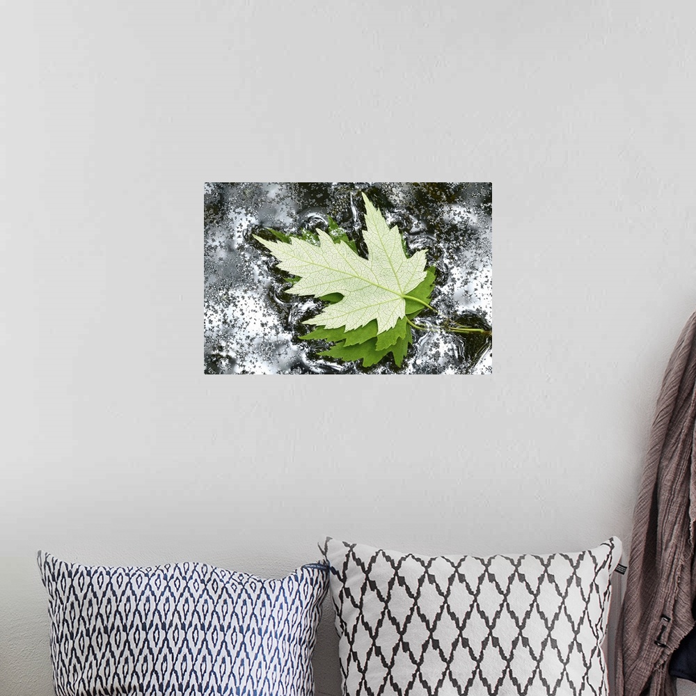 A bohemian room featuring Floating Maple Leaves