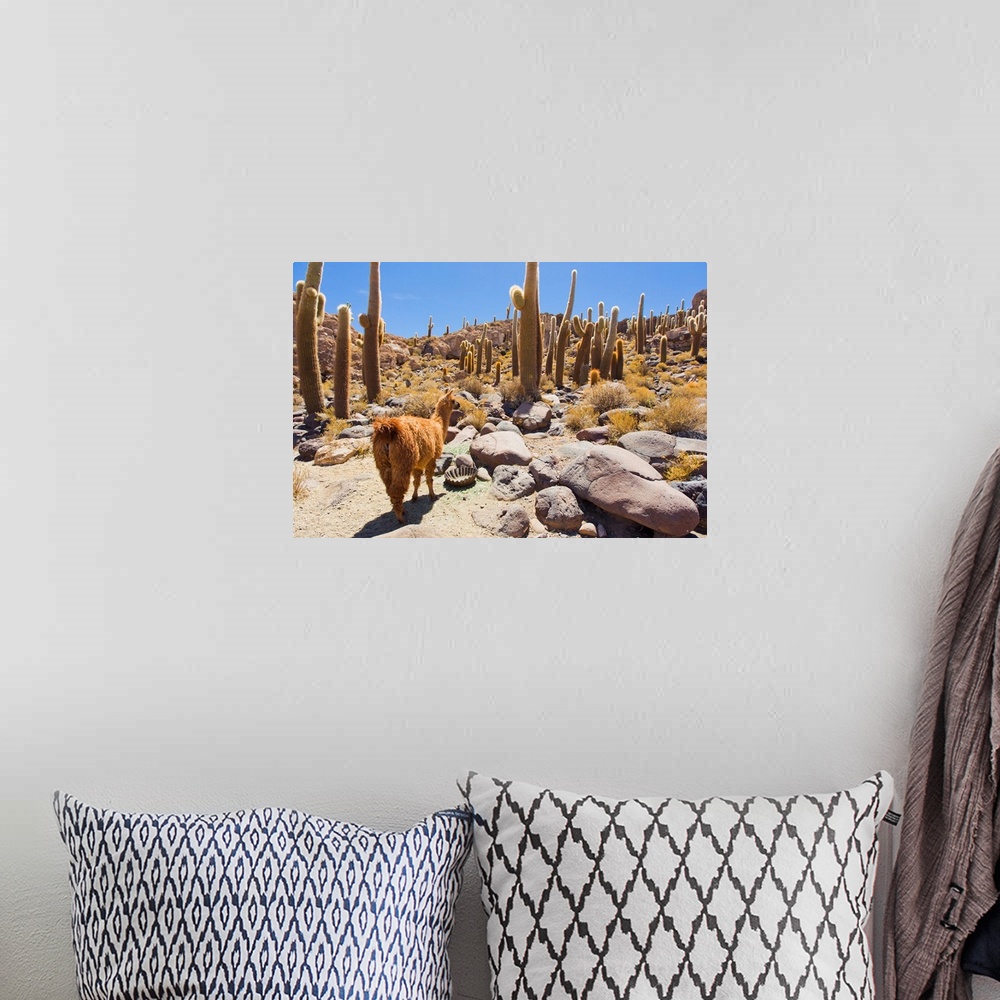 A bohemian room featuring A llama in Cactus Island, in the middle of the Salar de Uyuni salt pan.