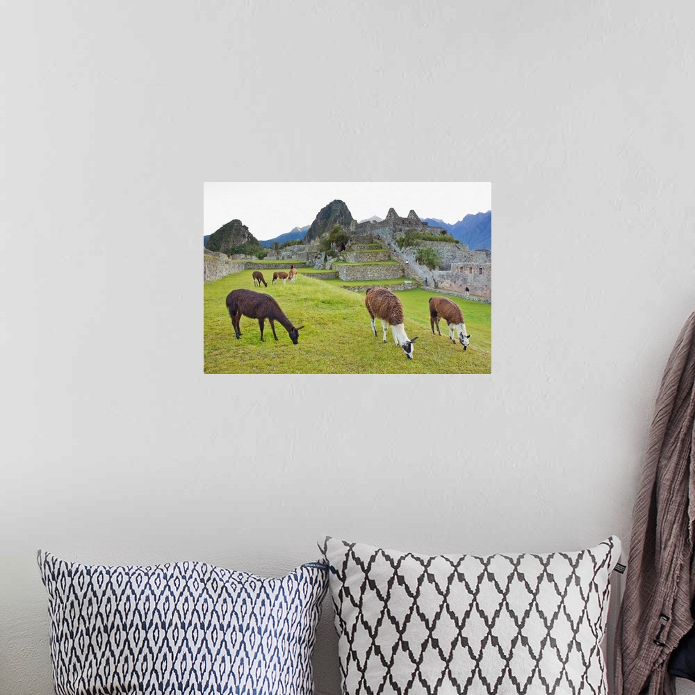 A bohemian room featuring Llamas eating on the grounds of the Inca ruins of Machu Picchu.