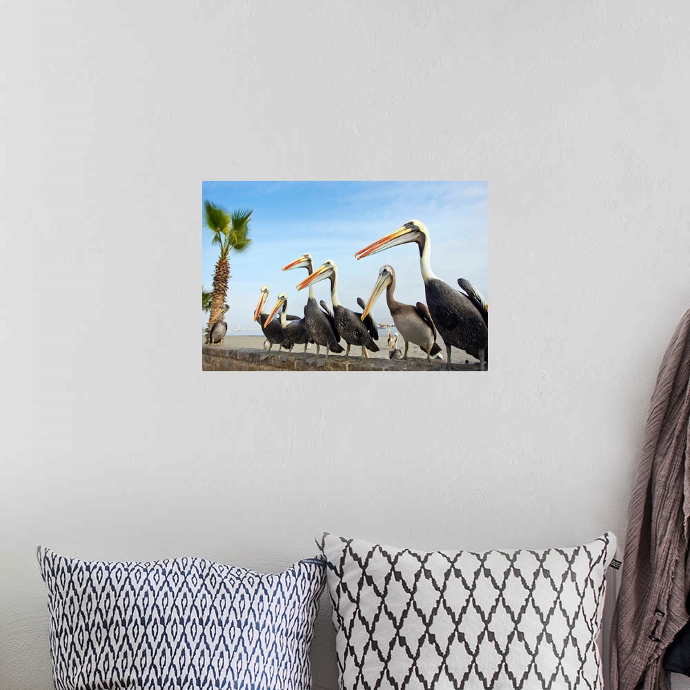 A bohemian room featuring Peruvian pelicans sitting on a seawall at the beach.