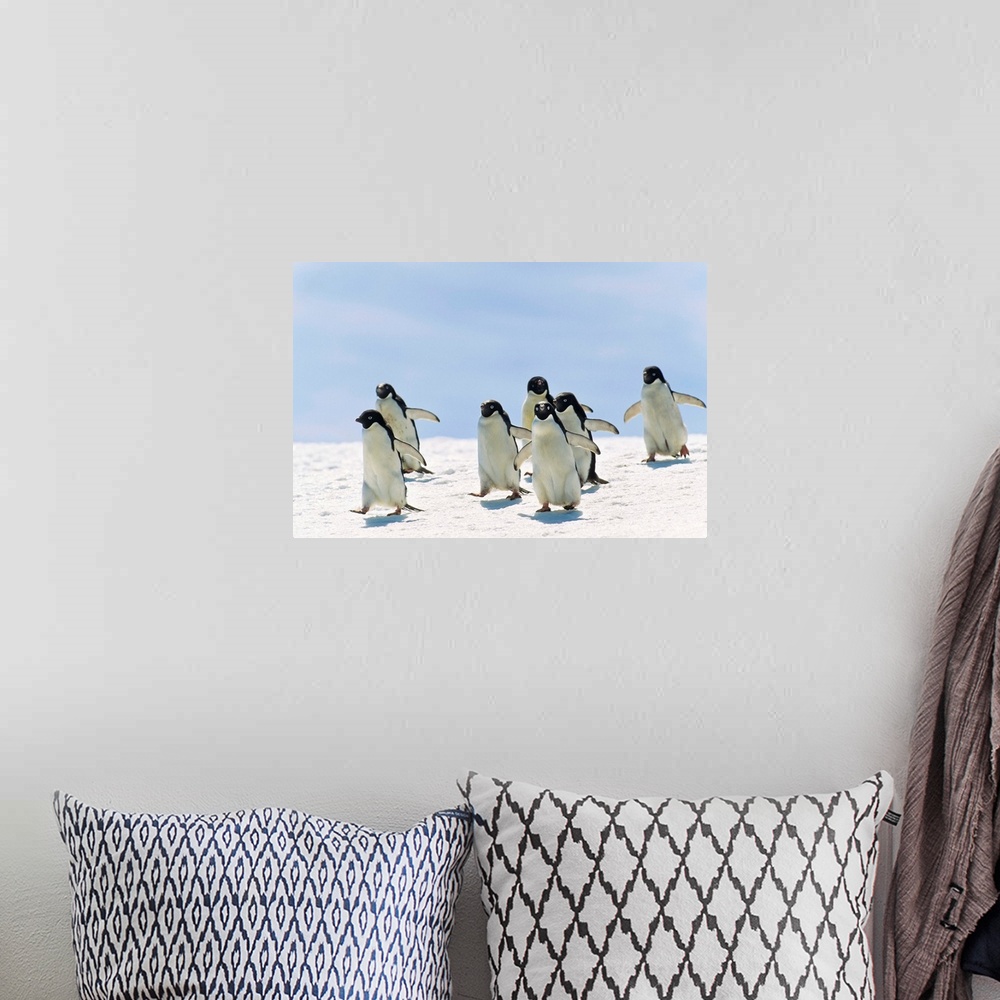 A bohemian room featuring Adelie Penguin group running, Antarctica