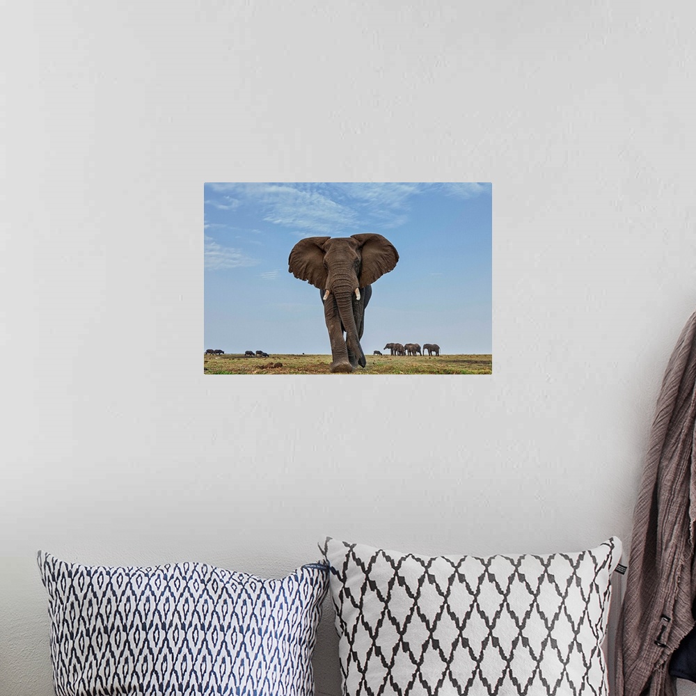 A bohemian room featuring African Elephant (Loxodonta africana) female in defensive posture with herd in the background, Bo...