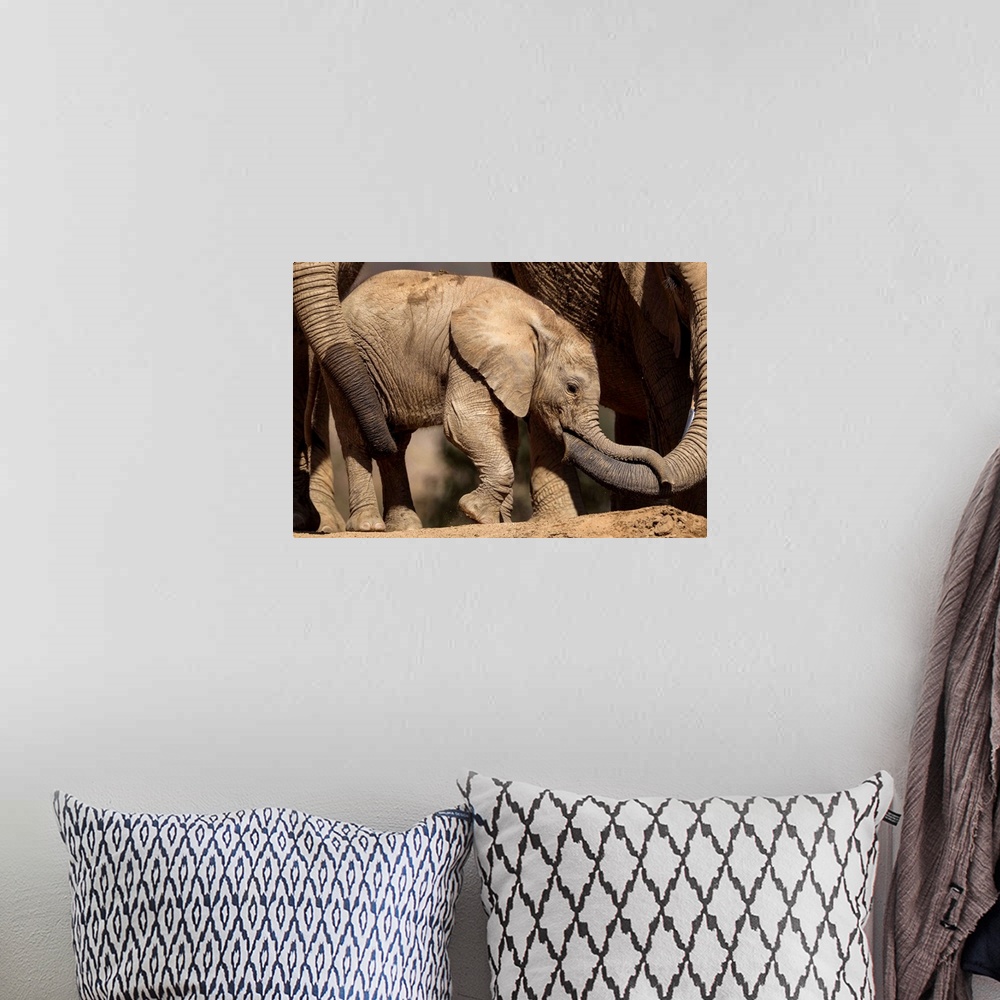 A bohemian room featuring African Elephant females tending to calf, native to Africa
