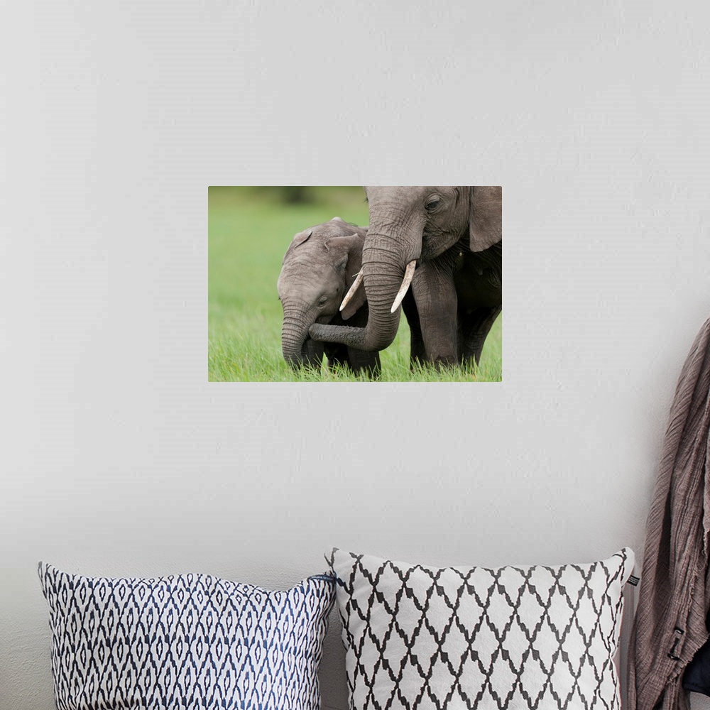 A bohemian room featuring African Elephant juvenile and calf, Ol Pejeta Conservancy, Kenya