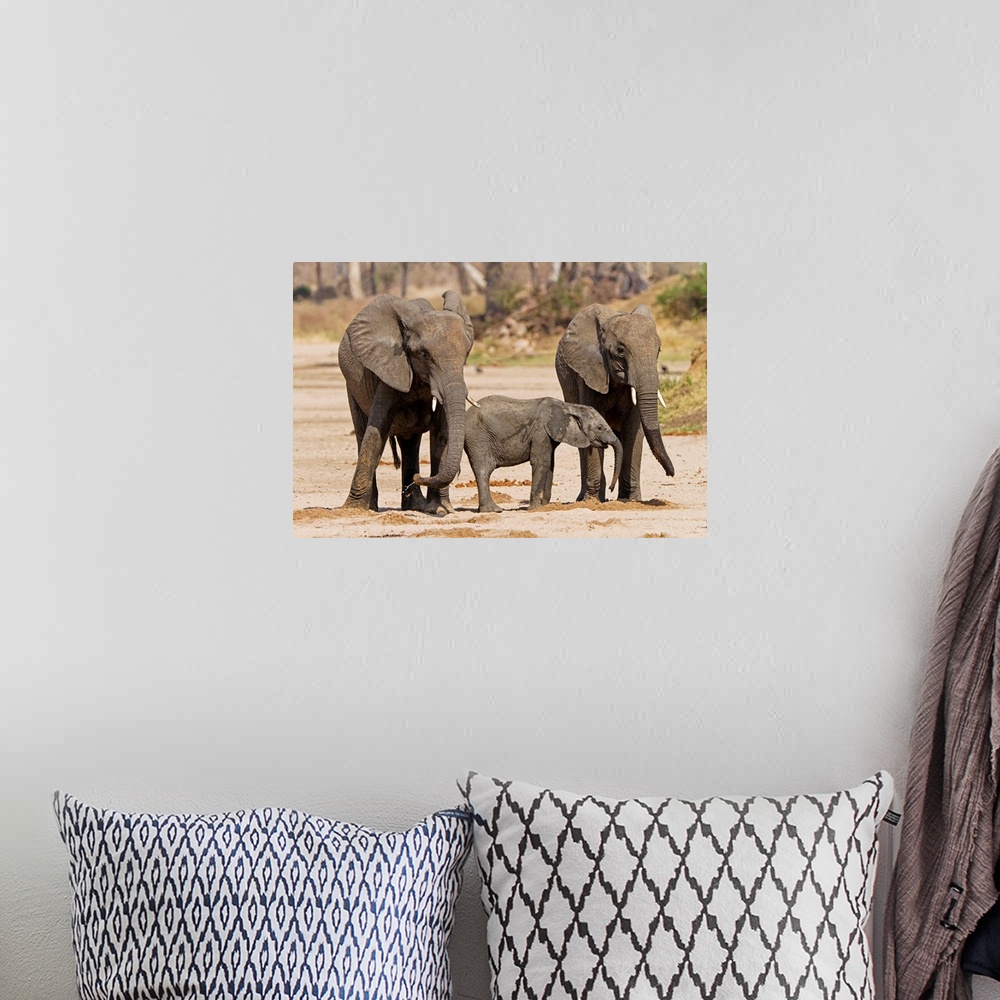 A bohemian room featuring African Elephant juveniles and calf drinking from holes, Ruaha National Park, Tanzania