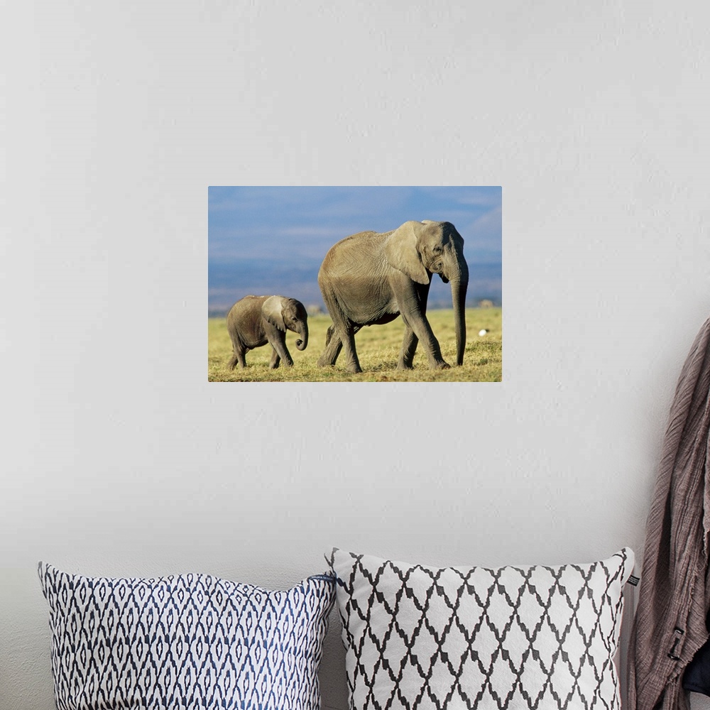 A bohemian room featuring African Elephant (Loxodonta africana) mother leading calf, Kenya
