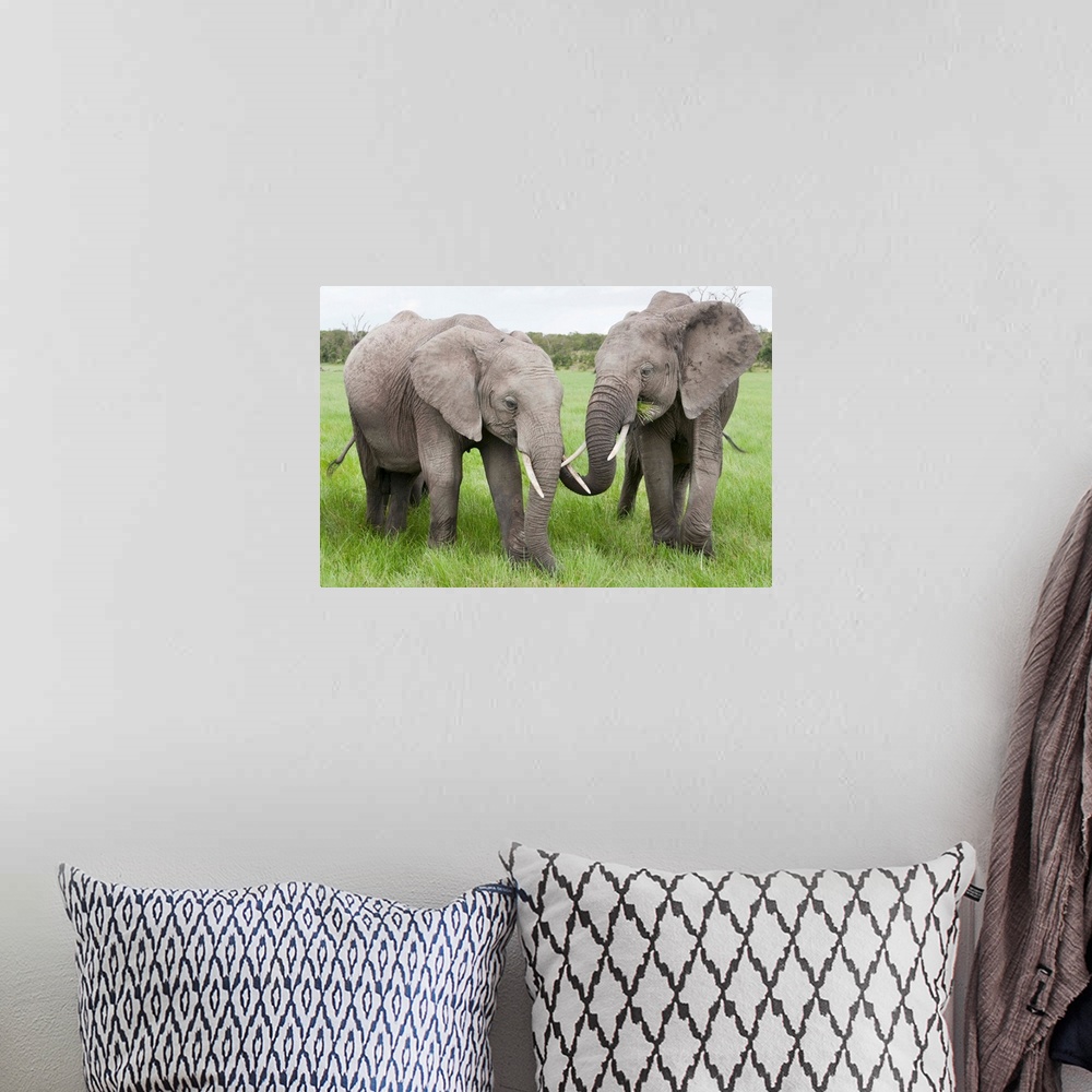 A bohemian room featuring African Elephant pair grazing, Ol Pejeta Conservancy, Kenya