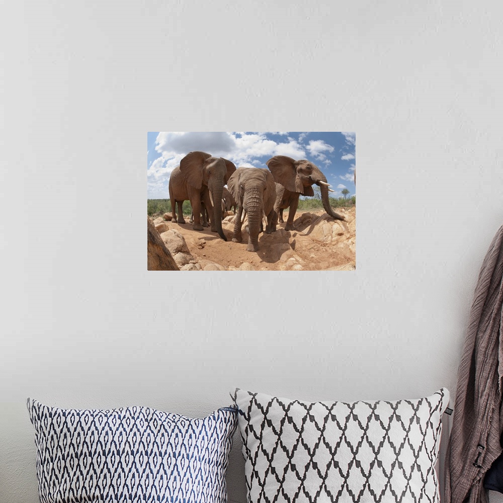 A bohemian room featuring African Elephant trio, Mpala Research Centre, Kenya