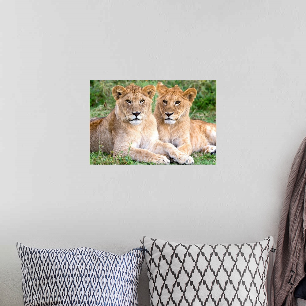 A bohemian room featuring African Lion (Panthera leo) juvenile males, Serengeti National Park, Tanzania.