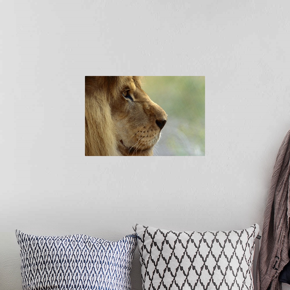 A bohemian room featuring African Lion (Panthera leo) male portrait