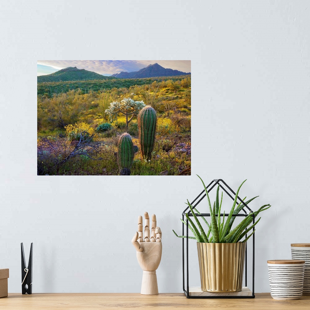 A bohemian room featuring Ajo Mountains, Organ Pipe Cactus National Monument, Sonoran Desert, Arizona