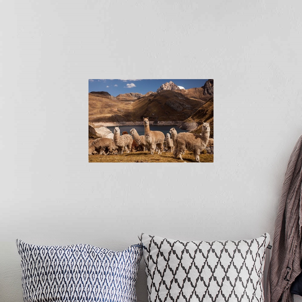 A bohemian room featuring Alpacas grazing above Viconga lake, Cordillera Huayhuash, Andes mountains, northern Peru.